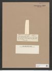 Navicula parallela Castrac. (de-Toni-Nr.: Genus 1, Species 716) Zeichnungen Sammlung Grunow Nr. 1286 (NHMW-BOT-W0367947)